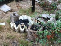 .  Grillkohle in einer Riesenmuschel