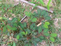 .  Mimosa pudica