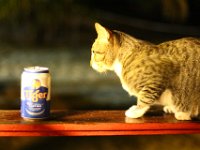 Eine Woche Asien fuer Anfaenger