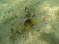 Ein Fisch verteidigt seine Muschel