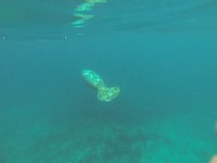 Seekuh, ziemlich rieisig und träge