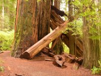 Redwoods im Jedediah-Smith National Park.