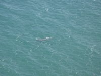 Ein Grauwal mit Kalb!