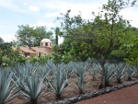 Ein gepflegter Agaven-Garten.