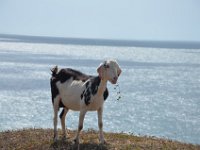 Entspanntes Ziegenleben.