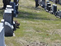 Waschbär auf dem Mont-Royal-Friedhof