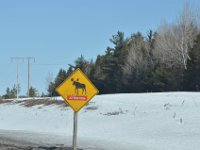 Bisher die einzigen Elche, die wir gesehen haben.