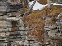 Suchbild für Eichhörnchenfreunde