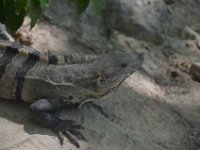 Leguan. Einer von Dutzenden...
