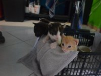 Hostelkätzchen in Cancún.