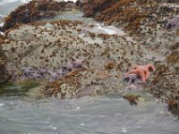 Seesterne stört der Regen nicht im Geringsten.