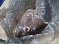 Fisch, allerdings nicht selbst geangelt