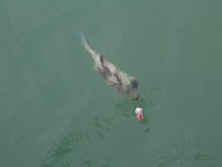 Nein, bitte nicht anbeißen! Geh zurück ins Aquarium!