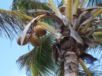 Kokosnüsse, überall.